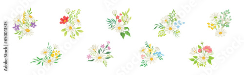 Daisy Flowers and Meadow Flora with Green Branch Composition Vector Set