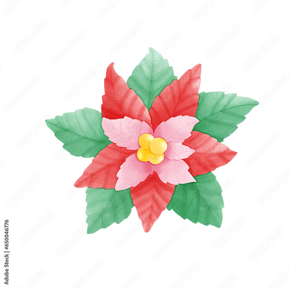 christmas flower poinsettia christmas flower poinsettia
