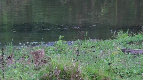 A huge Monitor lizard is wading in the shallow waters of Beung Boraphet Lake in Nakhon Sawan province, Thailand. Some butterflies and other insects are flying in the foreground . photo