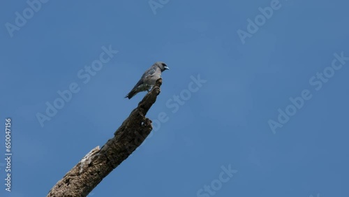 With the blue sky as it background, the Ashy Woodswallow Artamus Fuscus is perched high up on a bare branch of a tree while preening its feathers and wings, at Phukaeo Wildlife Sanctuary, Thailand. photo