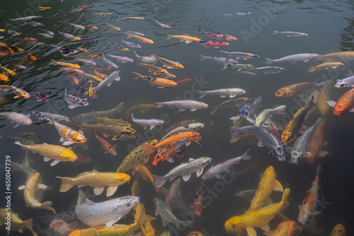 Many koi fish in the pond