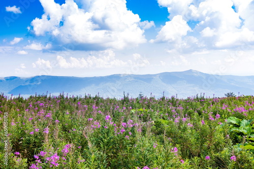 Field of wildflowers on the mountain in summer. Beautiful view of the Ukrainian Carpathians to the mountains and valleys. Yellow and green grass, and wildflowers on the mountain slopes.