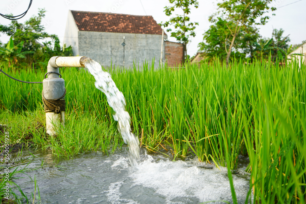 Irrigation of rice fields using pump wells with the technique of