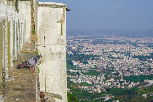  Peagon bird on a wall photo