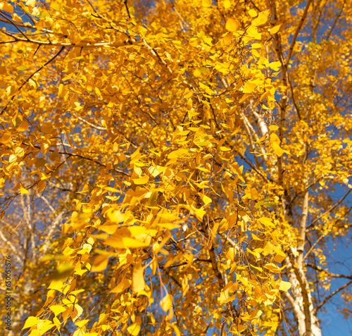Golden leaves on a birch in autumn