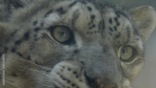 Mouth of a snow leopard, showing the teeth, nature and jungle, RED 4K photo