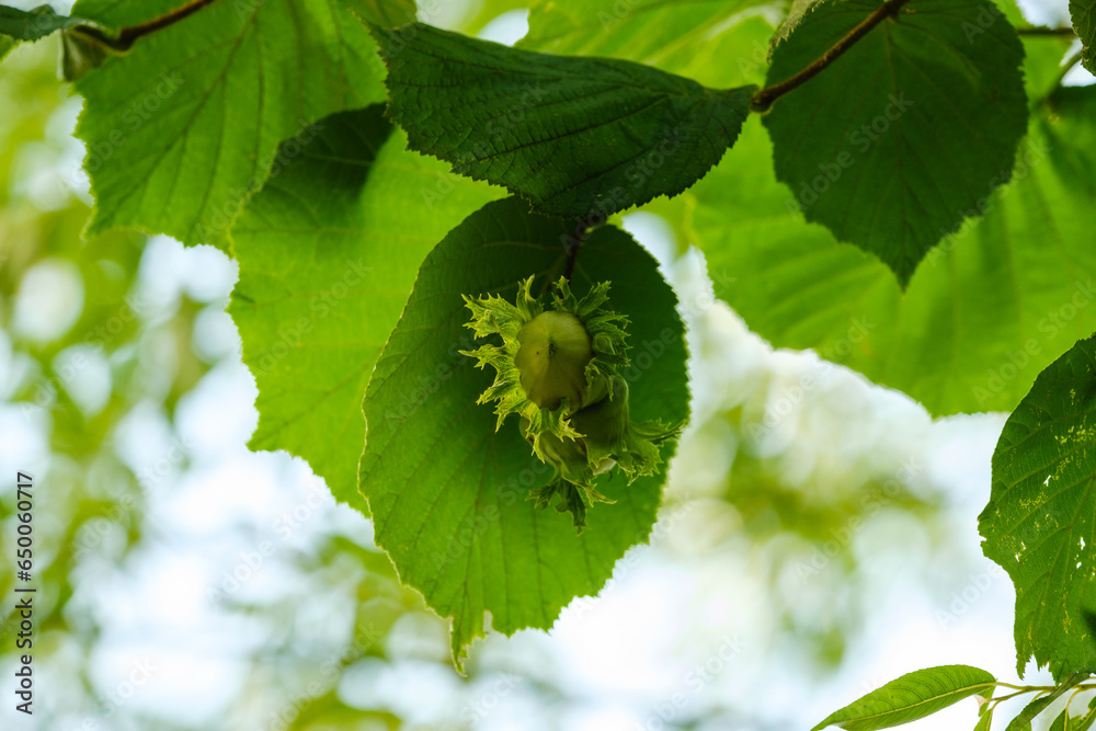 Grüne Haselnuss Haselnüsse zwischen grünen Blättern im Strauch / Baum