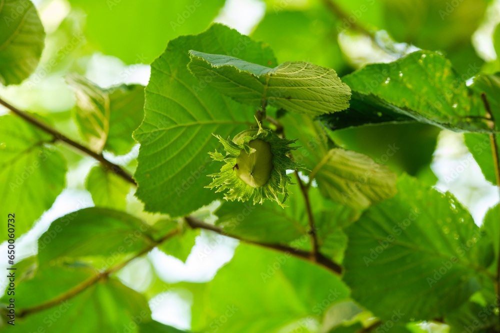 Grüne unreife Haselnuss zwischen grünen Blättern im Strauch / Baum - Haselnuss und grüne Blätter