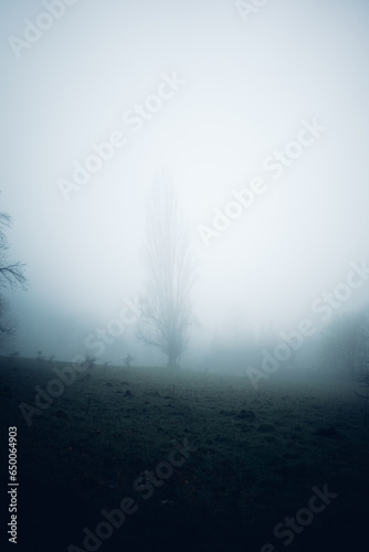 Großer Baum umhüllt von Nebel