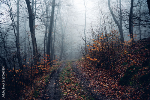 Schlammiger Weg führt in nebligen Wald