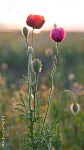 Wild red poppies in evening sunset.