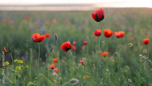 Wild red poppies in evening sunset.