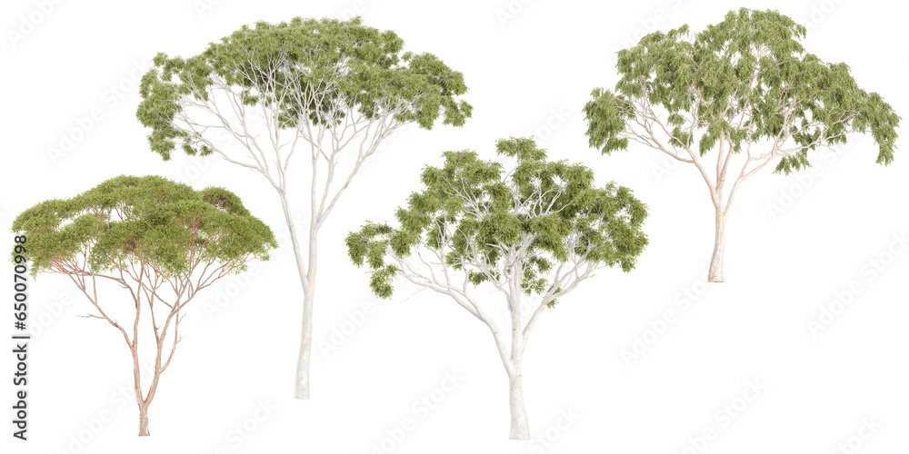 Eucalyptus Trees collection with realistic style