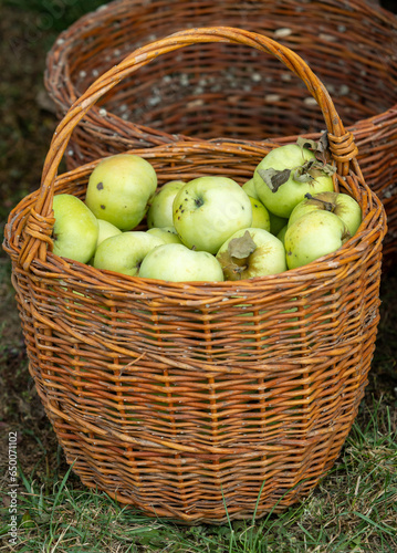 ripe green apples in a wicker basket