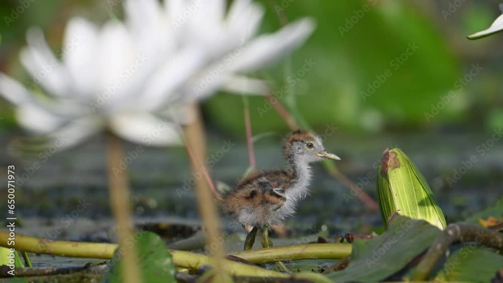 Chicks of Pheasant tailed Jacana Feeding on Floating leaf in Morning Chicks of Pheasant tailed Jacana Feeding on Floating leaf in Morning