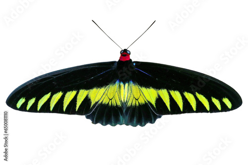 Rajah Brooke's birdwing butterfly isolated on white background. PNG File