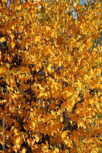 Autumn. Autumn yellow foliage.