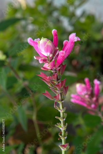 Salvia involucrata 'Bethellii' , Sauge Bethellii photo