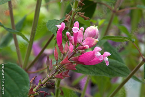 Salvia involucrata 'Bethellii' , Sauge Bethellii photo