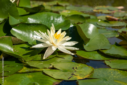 a blooming water lily in a pond