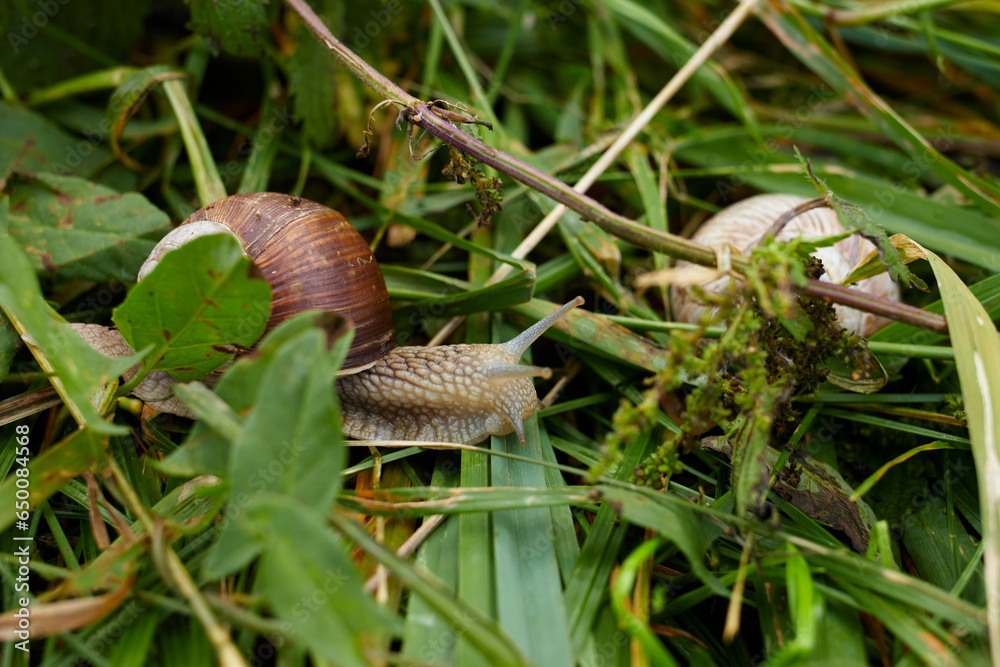 Helicoidea, Helix, Helix pomatia, Roman snail between green grass on moist ground Helicoidea, Helix, Helix pomatia, Roman snail between green grass on moist ground