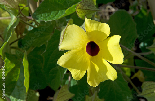 Fotografia Suzanne aux yeux noirs, Thunbergia alata