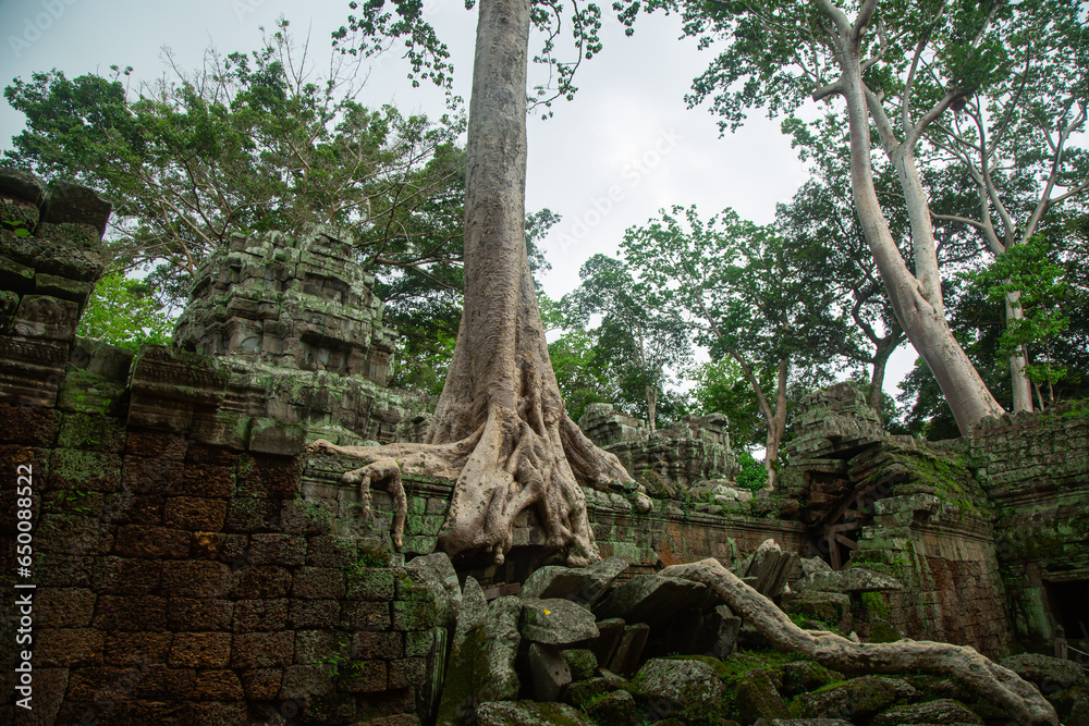 Fototapeta premium Big trees in the lost temple, Ta Prohm