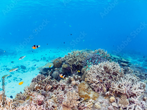 素晴らしいサンゴ礁の美しいデバスズメダイ（スズメダイ科）の群れとクマノミ（クマノミ亜科）他。日本国沖縄県島尻郡座間味村座間味島から渡し船で渡る嘉比島のビーチにて。 2022年11月24日水中撮影。 