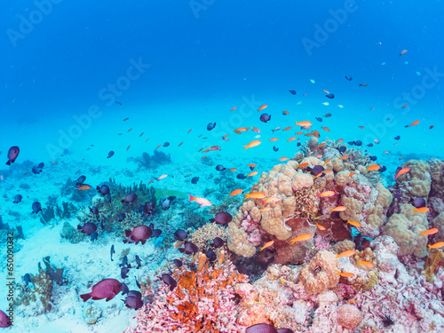 Fototapeta Naklejka Na Ścianę i Meble -  素晴らしいサンゴ礁の美しいキンギョハナダイ（ハナダイ亜科）他の群れ。

日本国沖縄県島尻郡座間味村座間味島から渡し船で渡る嘉比島のビーチにて。
2022年11月24日水中撮影。
