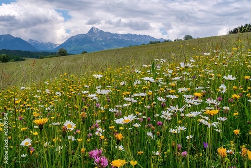 Meadow full of beautiful mountain flowers in the background of the High Tatras mountains. Discover the spring beauty of the mountains. photo