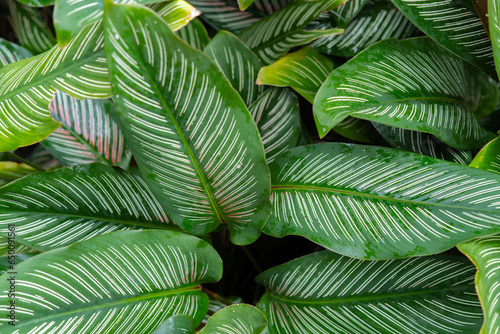 Green leaf background of the Dieffenbachia seguine plant as a garden decoration. photo