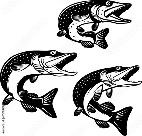 Illustration of pike fish in monochrome style. Pike fish isolated on white background