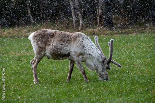 Photography Raindeer in the meadow