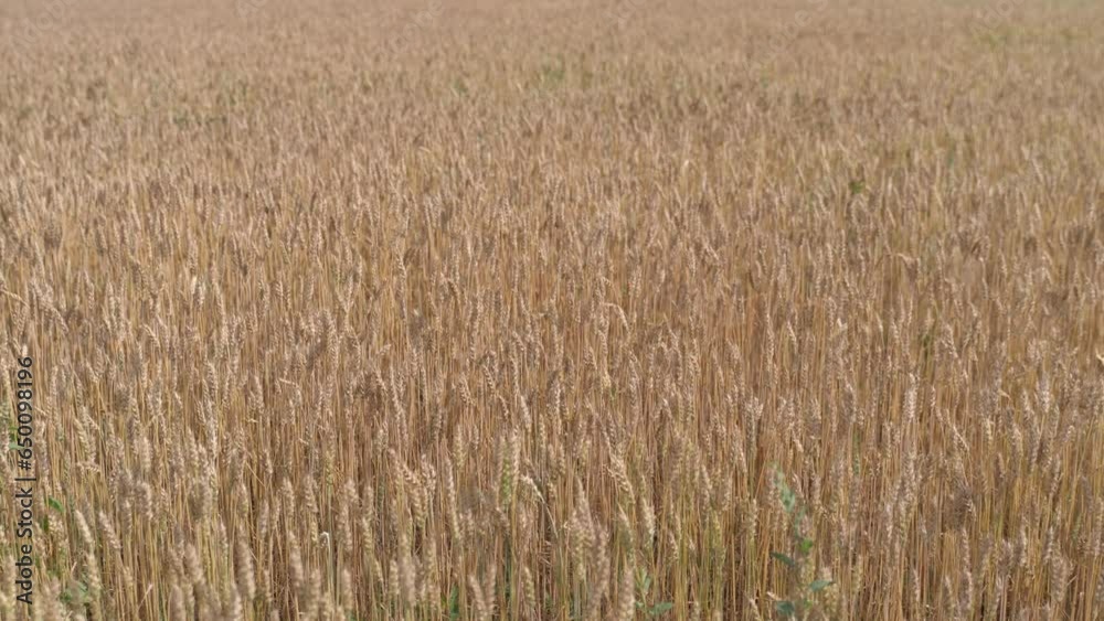 Golden wheat field with cloudy blue sky. Golden wheat field with cloudy blue sky.