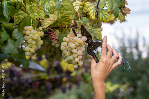 Harvesting grapes with precision using scissors photo