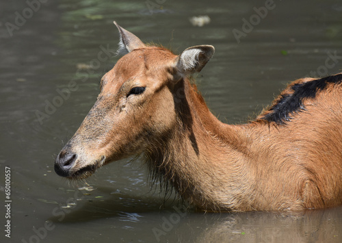 Fototapeta Naklejka Na Ścianę i Meble -  Swimming Young Pere Davids Deer in Water