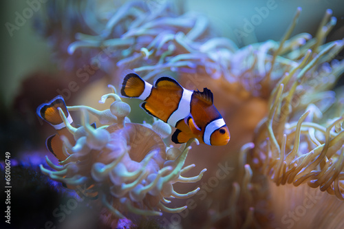 Detail of the small clownfish Amphiprioninae, swimming among the corals, it is orange with black and white stripes
