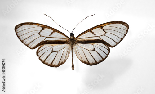 Detail of two Pteronymia type butterflies on white background. It is a beautiful whitish invertebrate insect.