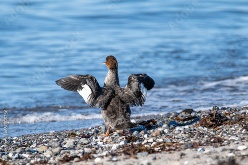 Mittelsäger am Ostseestrand mit schwingenden Flügeln photo