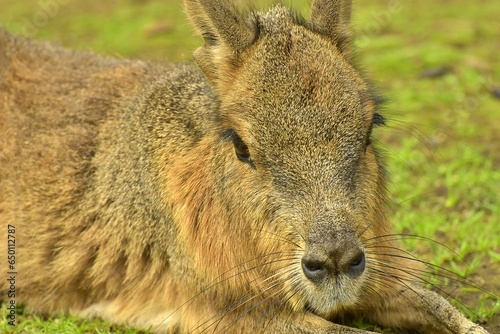 portrait of a hare, germany, nrw