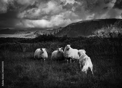 sheep in the mountains