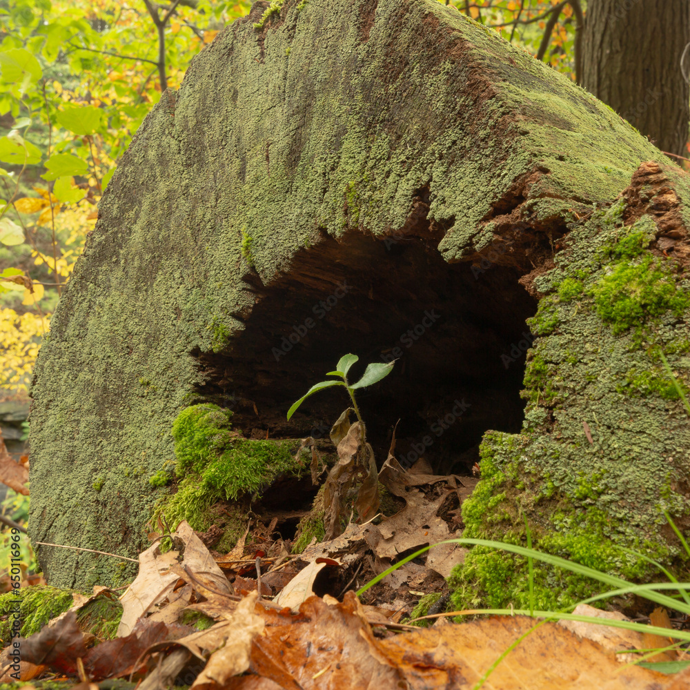 Obraz premium In a forest in Pennsylvania USA a seedling reaches up to the light as it grows from between fallen leaves at the base of a moss covered hollow trunk of a tree that was cut down long ago.