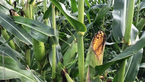 Crop of maize used for biogas production growing in Lincolnshire, England, United Kingdom