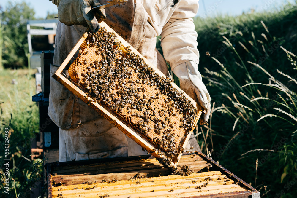 Beekeeper holding a honeycomb in apiary Beekeeper holding a honeycomb in apiary