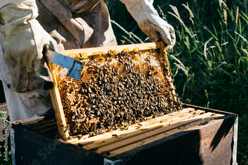 Person working with beehive and bees