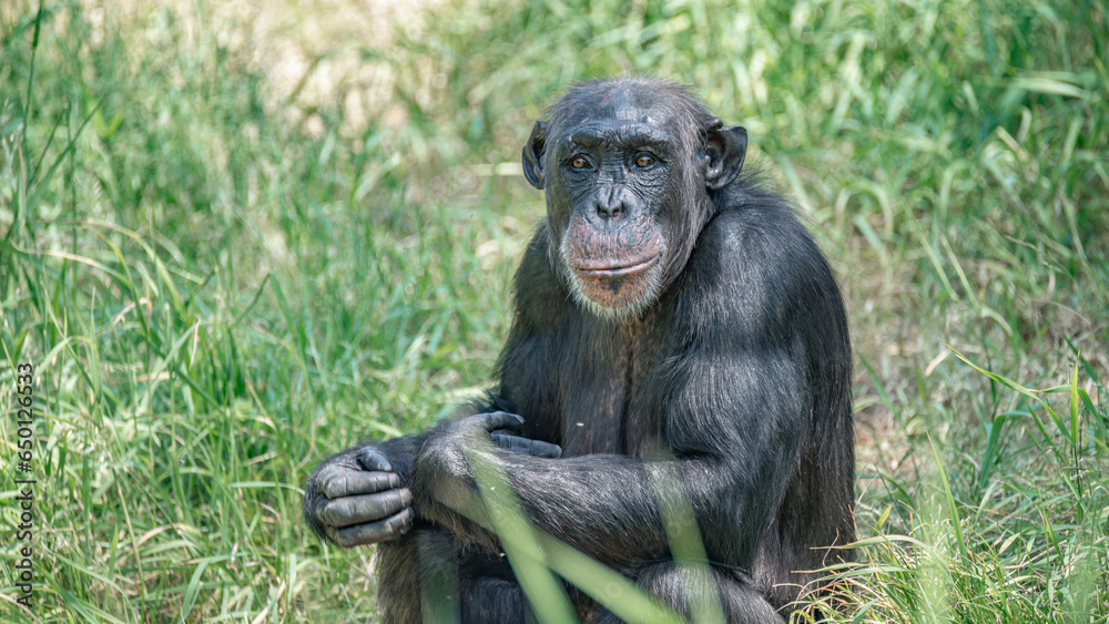 Portrait of an old mother chimpanzee in tall grass, closeup, details. Concept biodiversity, animal care, maternity and wildlife conservation. Portrait of an old mother chimpanzee in tall grass, closeup, details. Concept biodiversity, animal care, maternity and wildlife conservation.