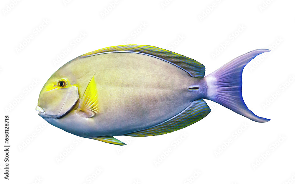 Yellowfin surgeonfish isolated on transparent background. Acanthurus xanthopterus fish cutout icon, side view - obrazy, fototapety, plakaty 