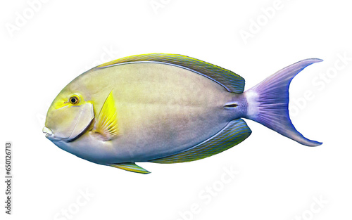 Yellowfin surgeonfish isolated on transparent background. Acanthurus xanthopterus fish cutout icon, side view photo