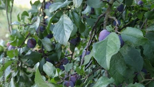 Plum branches with ripe fruits hangind down in morning light photo