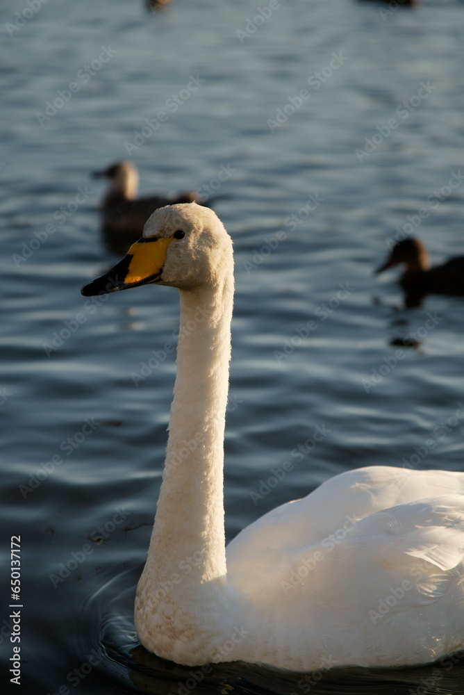 Fototapeta premium Schwan am beobachten